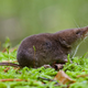 The species of shrew used in this study, Sorex araneus. Credit: Carol Zub